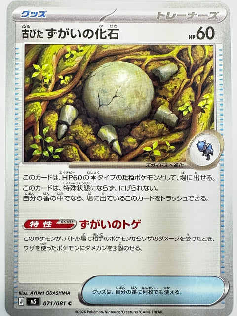 071/081 古びたずがいの化石